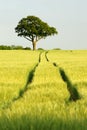 Oak tree in field of green corn with blue sky Royalty Free Stock Photo