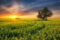 Oak tree in field of Royalty Free Stock Photo