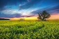 Oak tree in field of Royalty Free Stock Photo