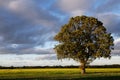 Oak Tree in Field of Rapeseed