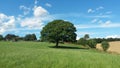 Oak Tree Royalty Free Stock Photo