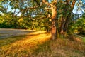 Oak tree foliage in morning light with sunlight. birch tree foliage in morning light with sunlight Royalty Free Stock Photo