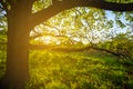 Oak tree on the forest glade at the sunset Royalty Free Stock Photo