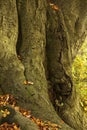 Oak Tree in Forest