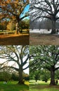 Oak Tree in Four Seasons Royalty Free Stock Photo