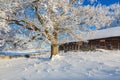 Oak tree with frost at a farm on a cold beautiful winter day