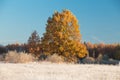 Oak tree on frosty meadow Royalty Free Stock Photo