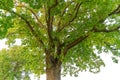 Oak tree in full leaf standing alone