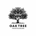 Oak Tree genus Quercus