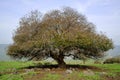 Oak tree, Golan Heights in Israel