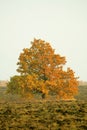 Oak Tree with Gold Leaves
