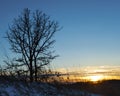 Oak Tree and Golden Sunset Royalty Free Stock Photo