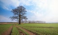 Oak tree on a green crop field