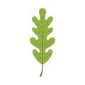 Oak tree green leaf vector Illustration Royalty Free Stock Photo