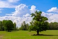 An oak tree on a green meadow, against a beautiful blue sky with snow-white clouds. Natural scenery Royalty Free Stock Photo