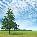 Oak tree on a green meadow and sky Royalty Free Stock Photo