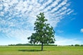 Oak tree on green meadow and sky with light clouds. Royalty Free Stock Photo