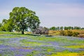 Oak tree growing on a meadow covered in blooming wildflowers on a sunny spring day; North Table Mountain Ecological Reserve, Royalty Free Stock Photo