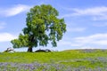 Oak tree growing on a meadow covered in blooming wildflowers on a sunny spring day; North Table Mountain Ecological Reserve, Royalty Free Stock Photo