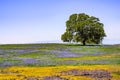 Oak tree growing on a meadow covered in blooming wildflowers on a sunny spring day; North Table Mountain Ecological Reserve, Royalty Free Stock Photo