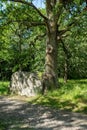 Oak tree growing up on a rock as there is no more room for it Royalty Free Stock Photo