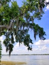 An oak tree with hanging moss by the lake near Heritage Park, Winter Haven, Florida, U.S.A Royalty Free Stock Photo