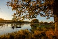 An oak tree hanging over the water of a river on a early summer morning Royalty Free Stock Photo