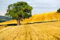 Oak tree and hay bales Royalty Free Stock Photo