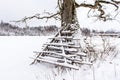 Oak tree and haystack wooden frames in snowy winter day, Latvia Royalty Free Stock Photo