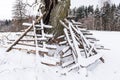 Oak tree and haystack wooden frames in snowy winter day, Latvia Royalty Free Stock Photo