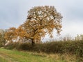 An oak tree in a hedgerow in autumn Royalty Free Stock Photo