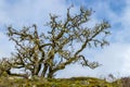 Oak tree on a hill against a blue sky Royalty Free Stock Photo