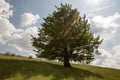 oak tree on a hill Royalty Free Stock Photo