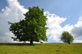 Oak tree on a hill Royalty Free Stock Photo