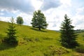 Oak tree on a hill Royalty Free Stock Photo