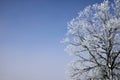 Oak Tree Hoarfrost Royalty Free Stock Photo