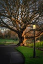 Oak tree illuminated by sunlight and vintage street lamp in Farmleigh Phoenix Park, Dublin Royalty Free Stock Photo