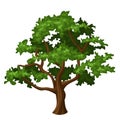 vector oak tree. Royalty Free Stock Photo