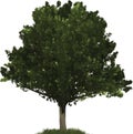 Oak tree illustration