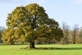 Oak Tree