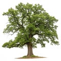 Oak tree isolated on white background Royalty Free Stock Photo