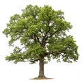 Oak tree isolated on white background Royalty Free Stock Photo