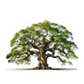 Oak tree, isolated white background, Suitable for use in design Decoration work