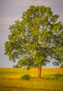 Oak tree landscape Royalty Free Stock Photo