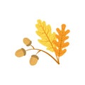 Oak Tree Leaf And Acorns As Autumn Attribute Royalty Free Stock Photo