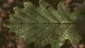 Oak tree leaf details forest place Royalty Free Stock Photo