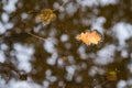 Oak tree leaf floating in water