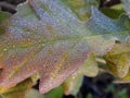 Oak tree leaf with morning dew, Lithuania Royalty Free Stock Photo