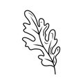 Oak tree leaf vector drawing isolated on white background. Hand drawn sketch illustration in simple doodle engraved vintage style Royalty Free Stock Photo