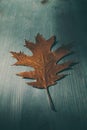 Oak tree leaf on wooden rustic background. Old grunge wood with oak leaves as background. Royalty Free Stock Photo